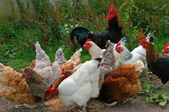 常州养殖鸡场加盟门店图-1